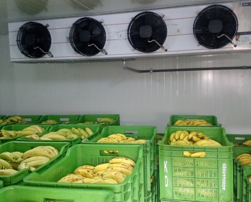 banana-mango-ripening-chambers-manufacturers