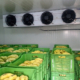 banana-mango-ripening-chambers-manufacturers