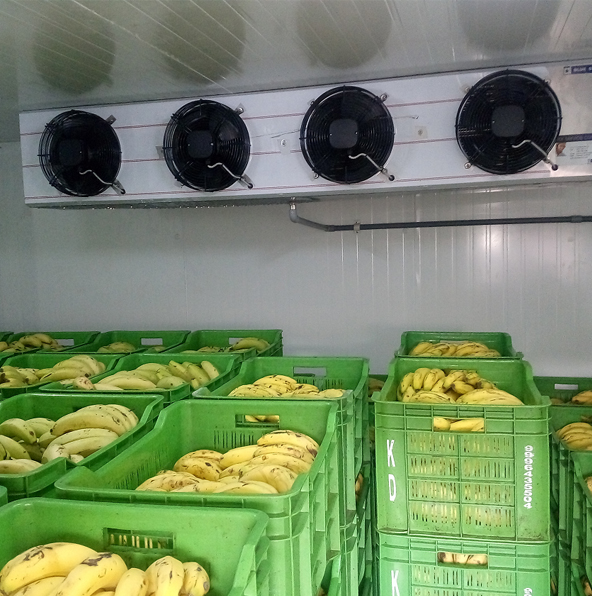 banana-mango-ripening-chambers-manufacturers