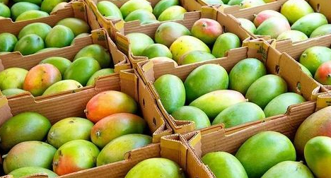 mango-ripening-chambers-manufacturers